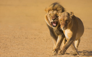 Lion fight dirt wild jigsaw - two lion free wallpaper