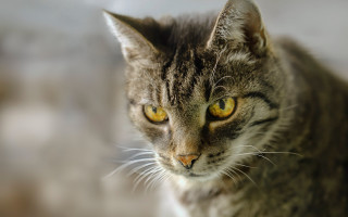 Cat yellow eyes tiltshift animal - yellow eye free wallpaper for desktop
