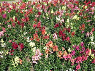 Colorful flowers park bench building - free flowers wallpaper