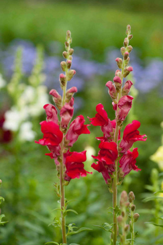 Red flowers grass blue flowers - a green field free wallpaper for mobile