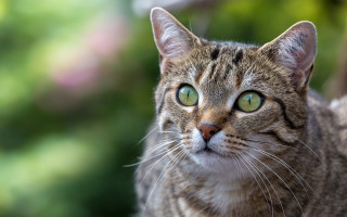 Cat green eyes blurry background 7 - green eye free wallpaper