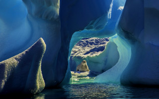 Polar bear ice cave glacier - polar free wallpaper