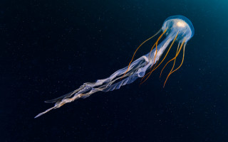 Jellyfish bioluminescence hologram rayonism blue - a jellyfish free wallpaper