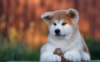 Puppy shiba inu toy outdoor - toy free wallpaper