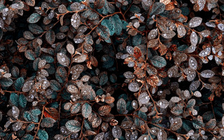 Ice leaves red stop pokemon - fine foliage lace free wallpaper for desktop