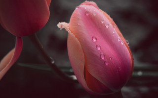 Pink flower water droplets macro 36 - betty merken free wallpaper