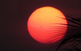 Sun clouds palm bird moon - bholekar srihari free wallpaper