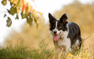 Dog grass tree blurry outdoor - its tongue free wallpaper