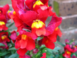 Red flowers yellow centers garden - fauvism free wallpaper