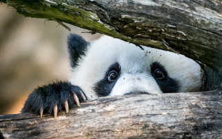 Panda peeking branch log big - a log free wallpaper