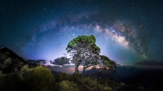 Starry sky tree night microscopic - a sky full free wallpaper for desktop