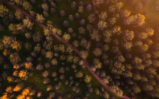 Forest sunlight road autumn nature - a bright sun free wallpaper