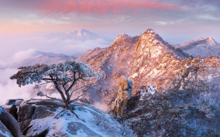 Mountain tree cherry blossoms sunset - choi buk free wallpaper