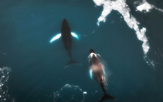 Dolphins shark hologram night starry - a shark free wallpaper