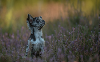 Dog flower field renaissance impressionist - closed free wallpaper