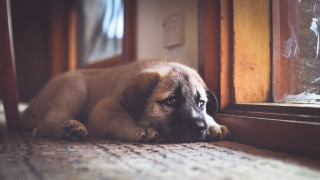 Dog laying by window blurry - the window sill free wallpaper