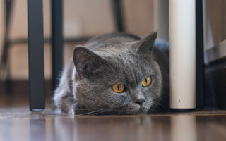 Gray cat laying curious floor - chernik free wallpaper