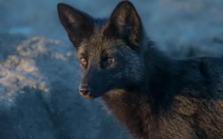 Black wolf mountain snow rocks - a black wolf free wallpaper