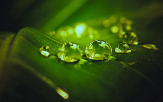 Leaf water drops green background 2 - free light wallpaper