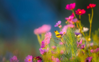 Bird flower field nature blurry - cindy wright free wallpaper for desktop