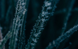 Plant thin leaves macro winter - thin free wallpaper for desktop