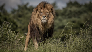 Lion forest walking nature bushes - a lion free wallpaper