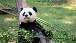 Panda bamboo grass tree outdoors - emperor huizong of song free wallpaper