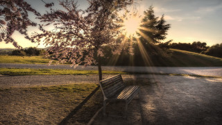 Bench tree sunset tiltshift lensflare - sunrise time free wallpaper