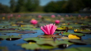 Pink flower floating pond nature - the water surface free wallpaper
