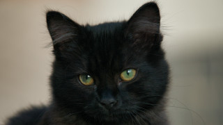 Black cat green eyes gothic 12 - black background free wallpaper for desktop