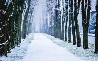 Snowy path trees snow ground - the ground and grass free wallpaper