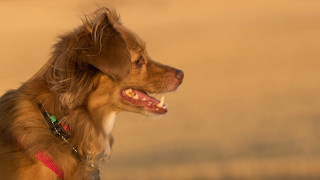 Dog toothbrush sand blurry photorealism - a toothbrush free wallpaper