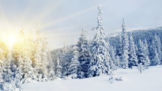 Snowy landscape trees sun shining - the cloud free wallpaper