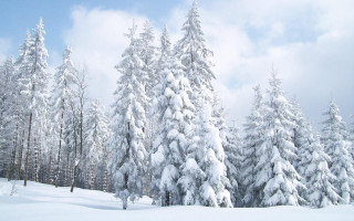 Snow covered forest trees clouds - white cloud free wallpaper
