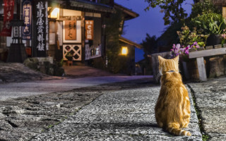 Cat rock night town street - mingei free wallpaper for desktop