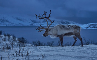 Reindeer snow night lake mountains - antler free wallpaper