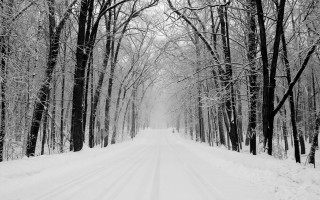 Snowy road trees snow ground - tree and snow free wallpaper