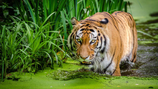 Tiger swamp wildlife bamboo nature - the ground and grass free wallpaper