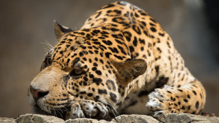 Leopard laying rock zoo carlos - a rock in a zoo enclosure free wallpaper