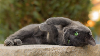 Cat rock outdoor glamorous bokeh - glamor pose free wallpaper