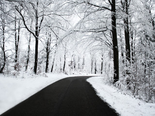 Snowy forest road autumn bare - the other side free wallpaper