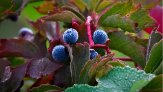 Blue berries green leaves macro - berry free wallpaper for desktop