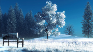 Bench snowy field tree blue - a tree in the background free wallpaper