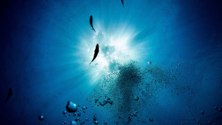 Ocean fish bubbles sunburst microscopic - underwater free wallpaper for desktop