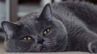 Gray cat sad look focus - a gray cat free wallpaper