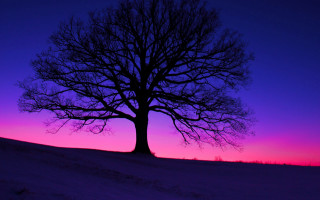Purple sunset tree snowy field - sky in the background free wallpaper