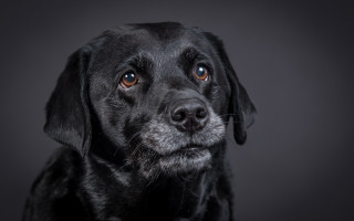Black dog sad look serious - a black dog free wallpaper