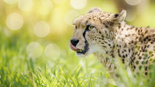 Cheetah standing grass open mouth - eye open free wallpaper