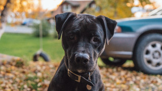 Black dog grass car tree - f1.4 free wallpaper