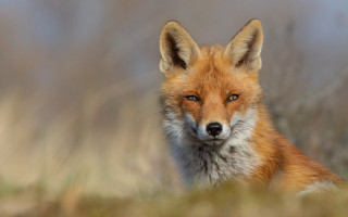 Red fox field blurry focus - a red fox free wallpaper